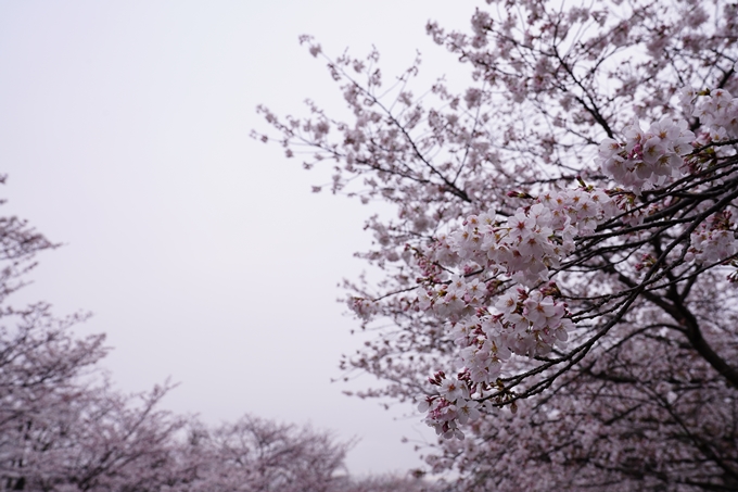 桜_2021_25　インクライン_南禅寺_哲学の道　No3