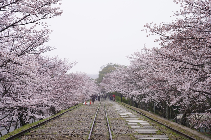 桜_2021_25　インクライン_南禅寺_哲学の道　No4