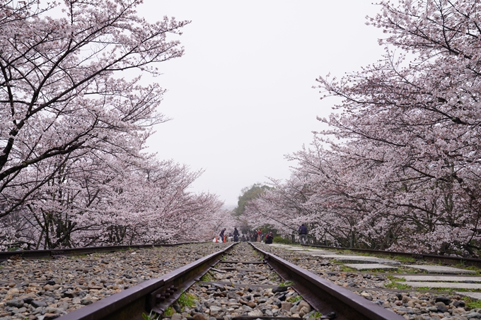 桜_2021_25　インクライン_南禅寺_哲学の道　No5