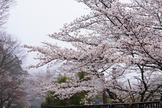 桜_2021_25　インクライン_南禅寺_哲学の道　No6