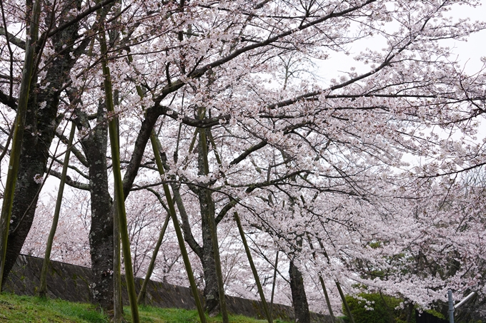 桜_2021_25　インクライン_南禅寺_哲学の道　No7