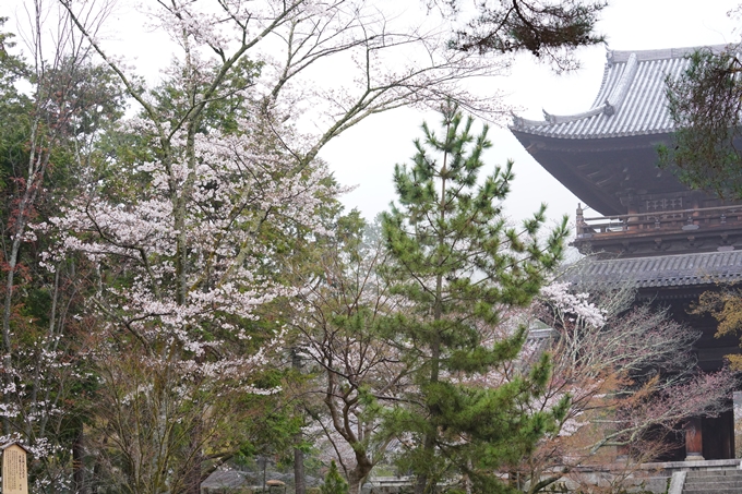 桜_2021_25　インクライン_南禅寺_哲学の道　No9