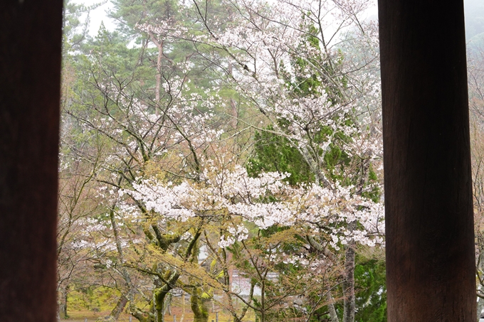 桜_2021_25　インクライン_南禅寺_哲学の道　No10