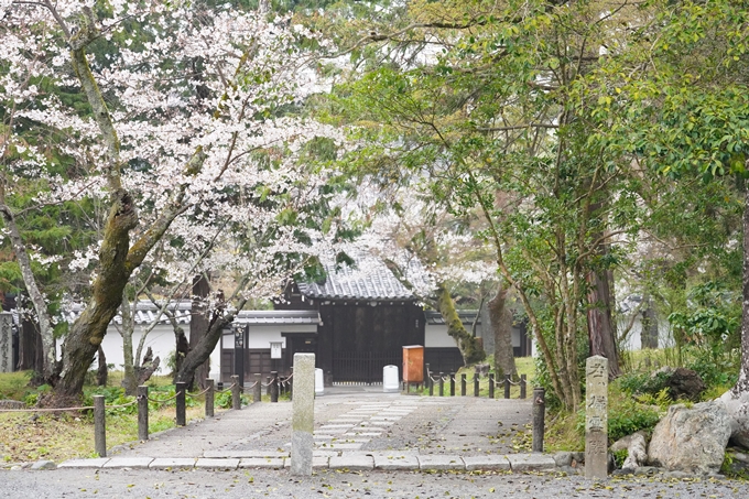 桜_2021_25　インクライン_南禅寺_哲学の道　No11