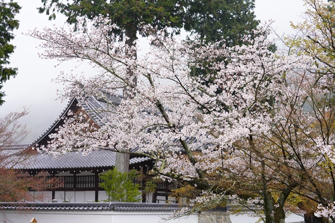 桜_2021_25　インクライン_南禅寺_哲学の道　No12