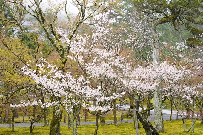 桜_2021_25　インクライン_南禅寺_哲学の道　No13