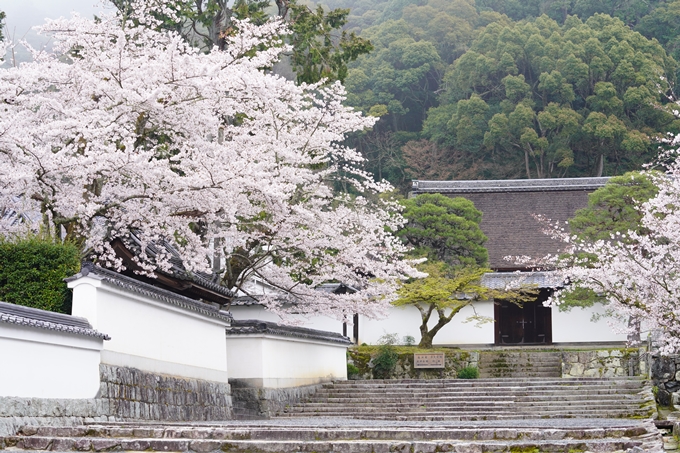 桜_2021_25　インクライン_南禅寺_哲学の道　No15