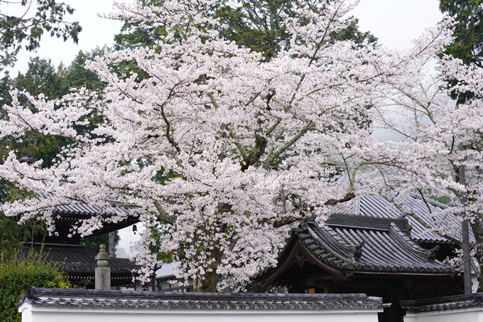 桜_2021_25　インクライン_南禅寺_哲学の道　No16