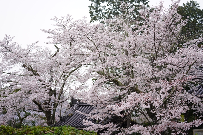 桜_2021_25　インクライン_南禅寺_哲学の道　No17