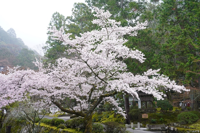 桜_2021_25　インクライン_南禅寺_哲学の道　No18