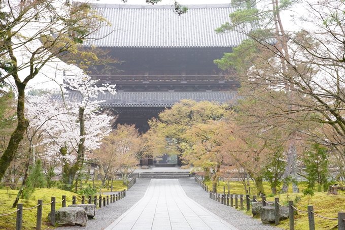 桜_2021_25　インクライン_南禅寺_哲学の道　No19