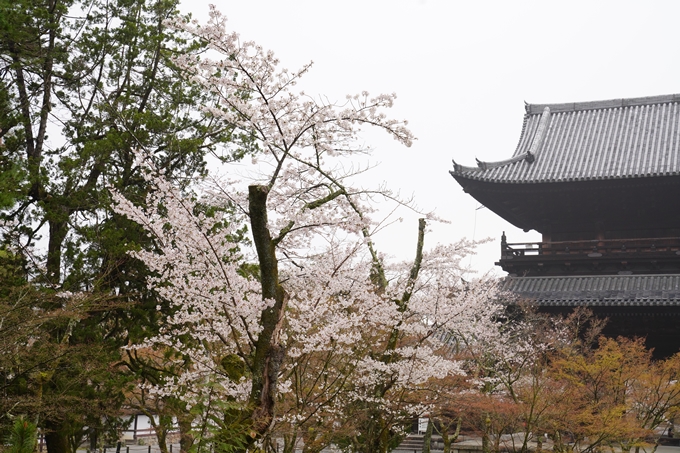 桜_2021_25　インクライン_南禅寺_哲学の道　No20