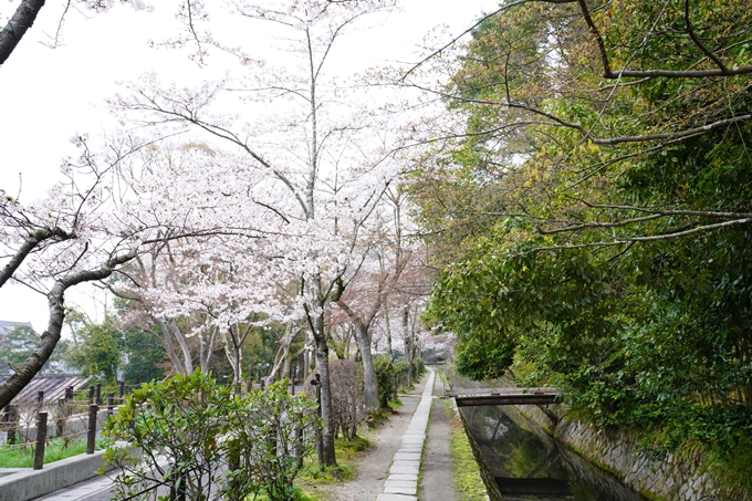 桜_2021_25　インクライン_南禅寺_哲学の道　No21