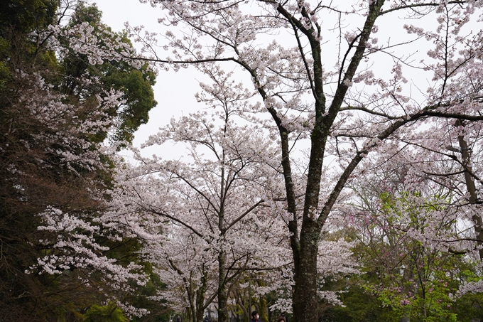 桜_2021_25　インクライン_南禅寺_哲学の道　No22