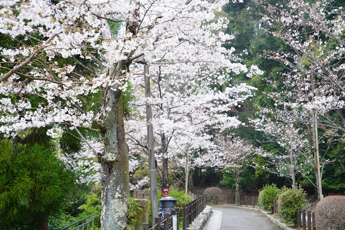 桜_2021_25　インクライン_南禅寺_哲学の道　No24