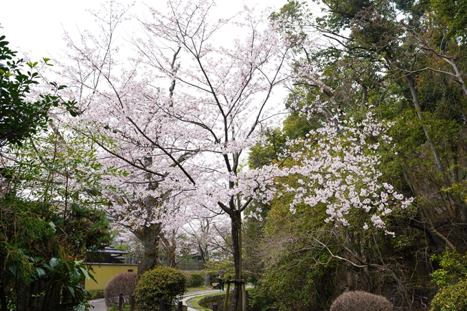 桜_2021_25　インクライン_南禅寺_哲学の道　No25