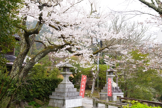 桜_2021_25　インクライン_南禅寺_哲学の道　No26