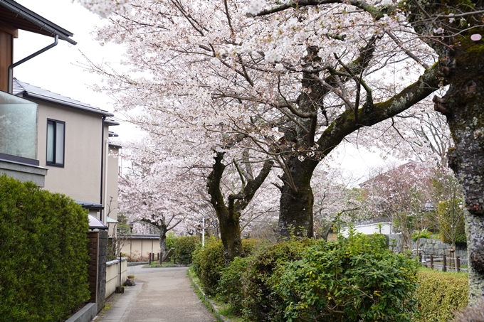 桜_2021_25　インクライン_南禅寺_哲学の道　No27