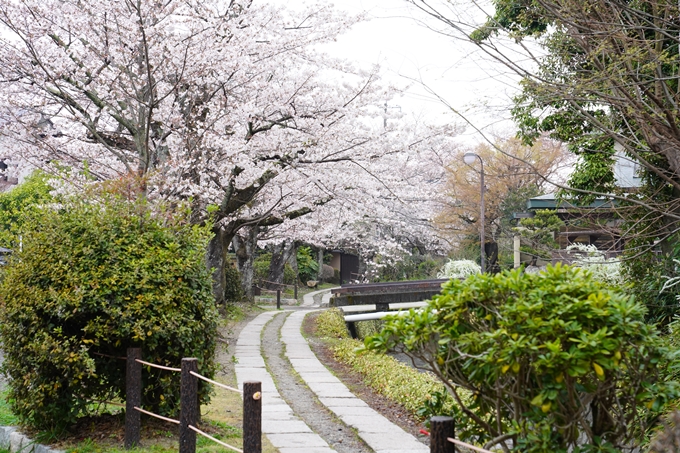 桜_2021_25　インクライン_南禅寺_哲学の道　No28