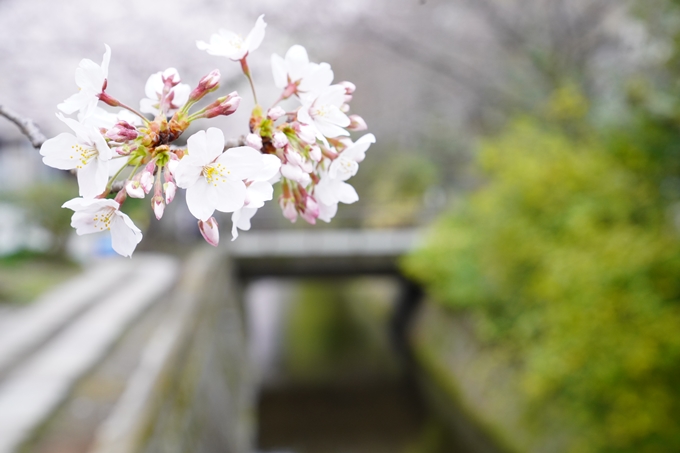 桜_2021_25　インクライン_南禅寺_哲学の道　No29