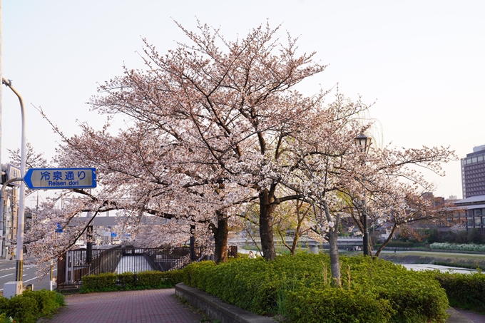 桜_2021_26　岡崎疎水　No3