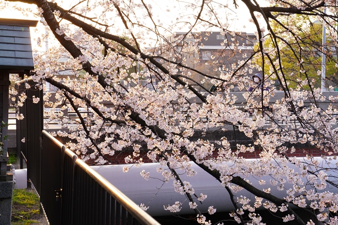 桜_2021_26　岡崎疎水　No4