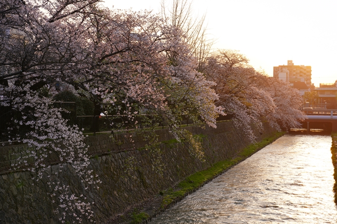 桜_2021_26　岡崎疎水　No5