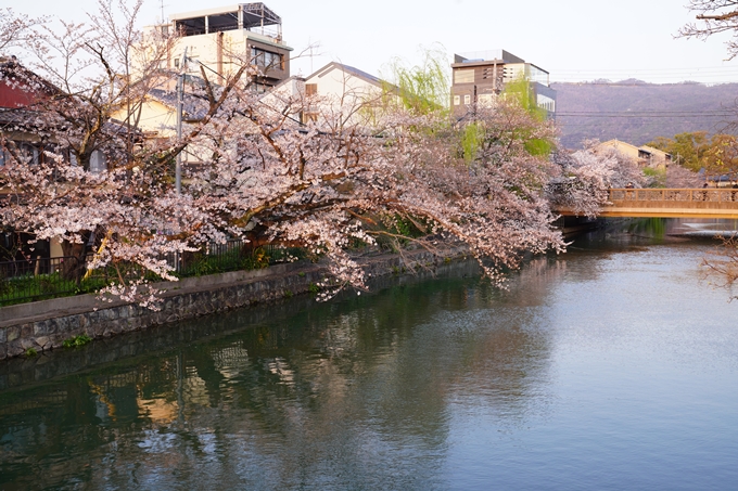 桜_2021_26　岡崎疎水　No7