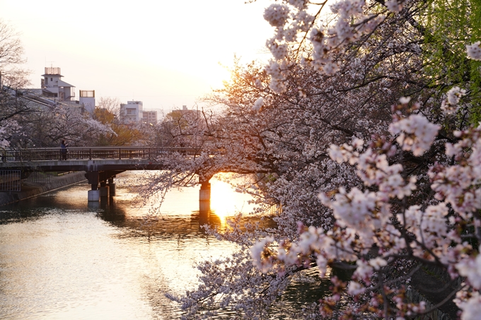 桜_2021_26　岡崎疎水　No8