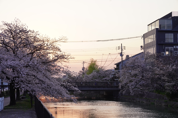 桜_2021_26　岡崎疎水　No9