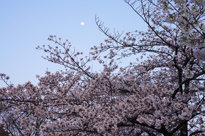 桜_2021_26　岡崎疎水　No10