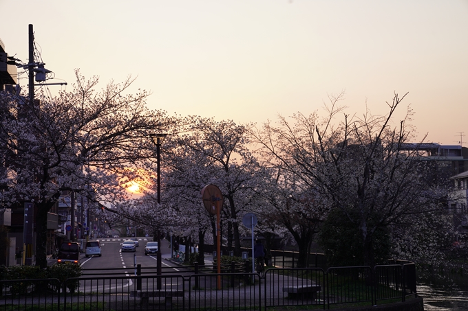 桜_2021_26　岡崎疎水　No12