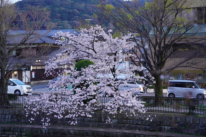 桜_2021_26　岡崎疎水　No16