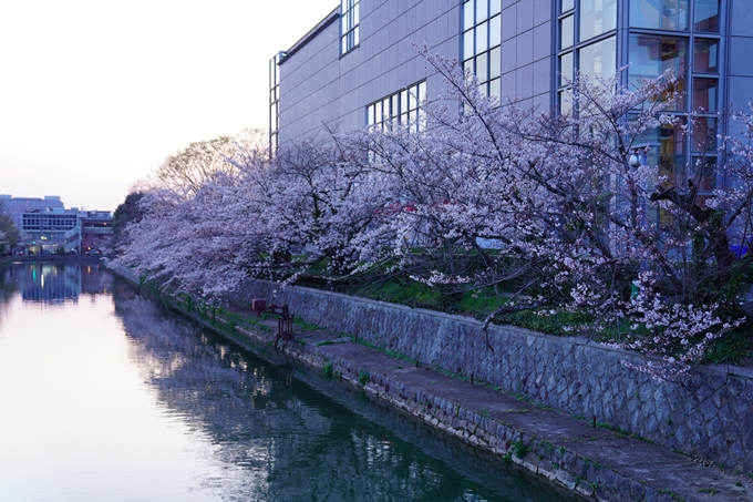 桜_2021_26　岡崎疎水　No17