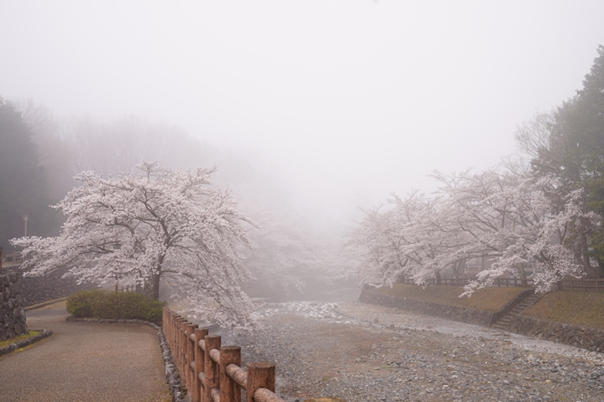 桜_2021_27　七谷川　No3