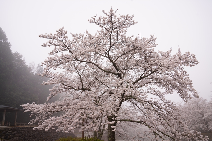 桜_2021_27　七谷川　No4