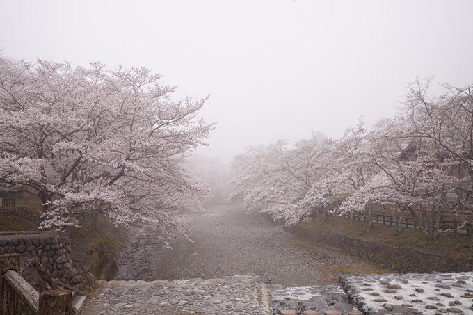 桜_2021_27　七谷川　No5