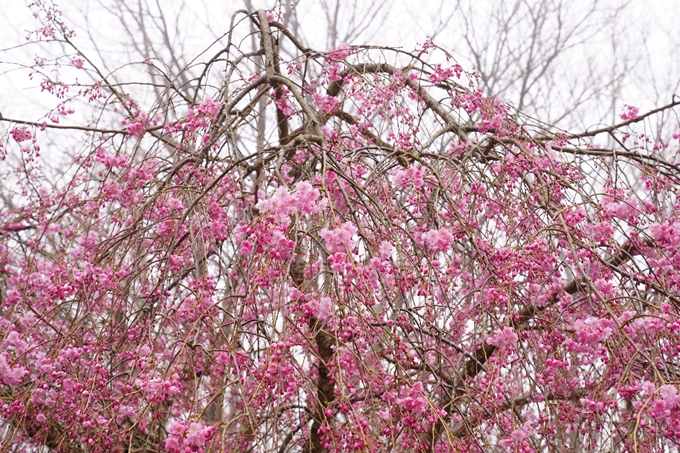 桜_2021_27　七谷川　No6