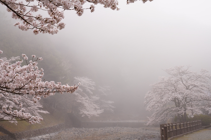 桜_2021_27　七谷川　No7