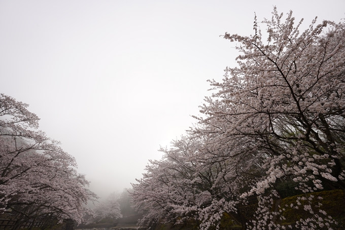 桜_2021_27　七谷川　No8