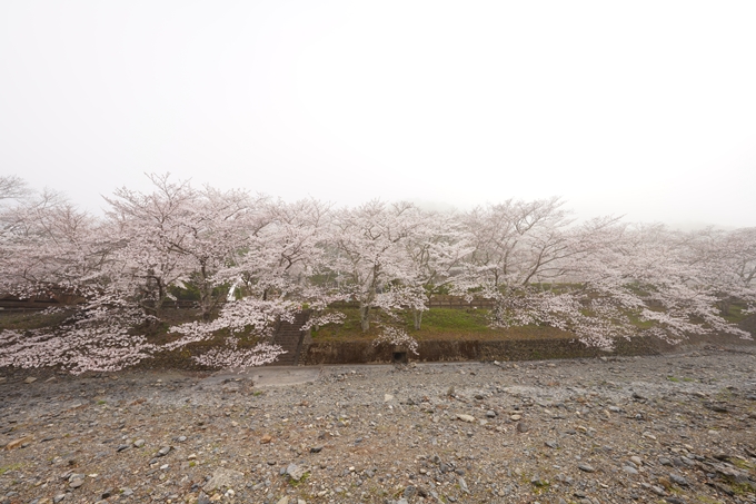 桜_2021_27　七谷川　No9