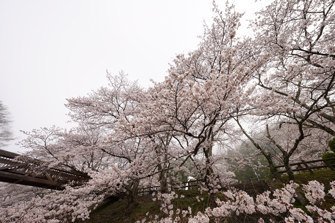 桜_2021_27　七谷川　No10