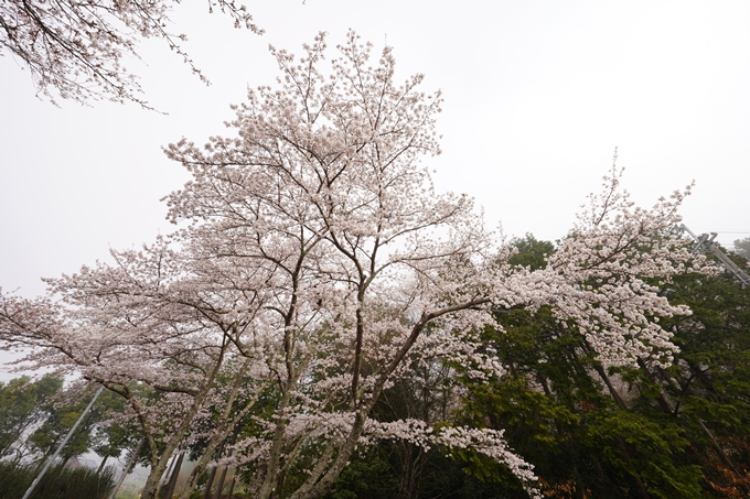 桜_2021_27　七谷川　No11