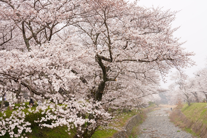 桜_2021_27　七谷川　No12