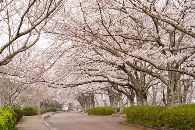 桜_2021_27　七谷川　No13