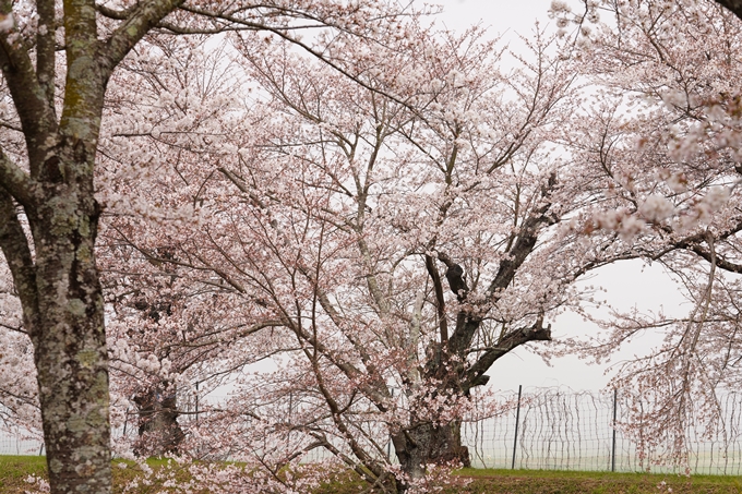 桜_2021_27　七谷川　No15