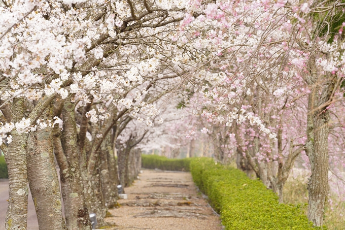 桜_2021_27　七谷川　No16