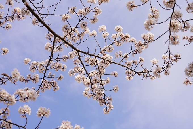 桜_2021_27　七谷川　No17