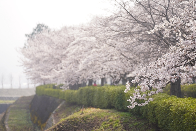 桜_2021_27　七谷川　No20