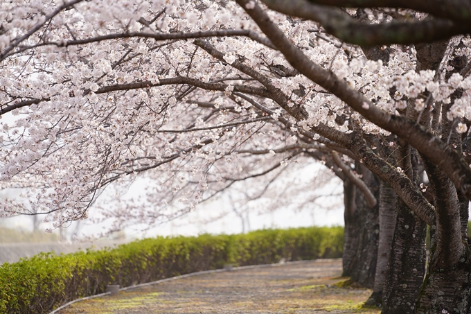 桜_2021_27　七谷川　No21